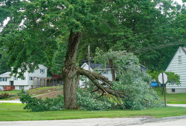 Best Storm Damage Tree Cleanup  in Rosanky, TX