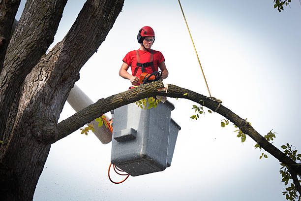 Best Tree Health Inspection  in Rosanky, TX